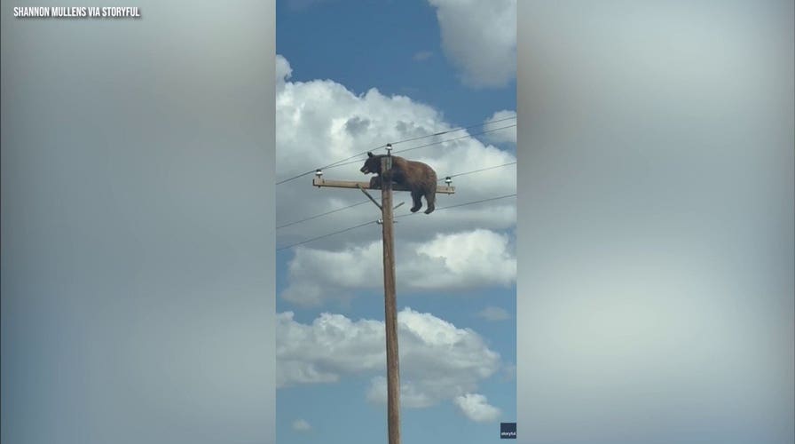 Bear caught on camera perched atop New Mexico utility pole before reportedly suffering fatal electrocution
