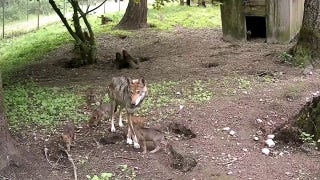 Five endangered red wolf pups ‘thriving’ in habitat at zoo in Tacoma - Fox News