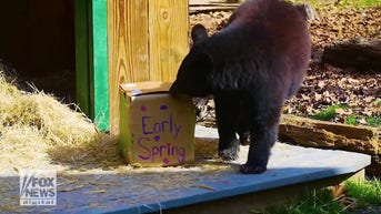 WATCH: Bear cub sees its shadow