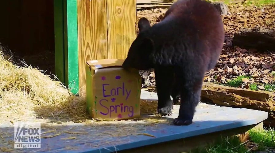  Sassafras the bear cub predicts an early spring after seeing its shadow