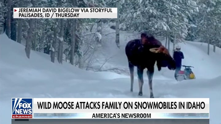 Wild moose charges at snowmobilers in Idaho