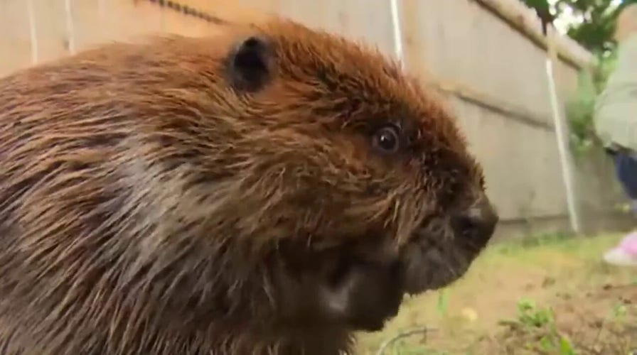 Rescue beaver who has never known undomesticated life may be forced into wild by state officials