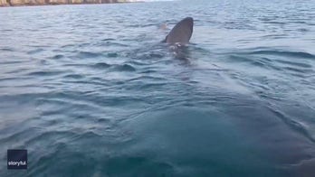 Shark swims under kayakers' boat: See the shocking moment caught on camera