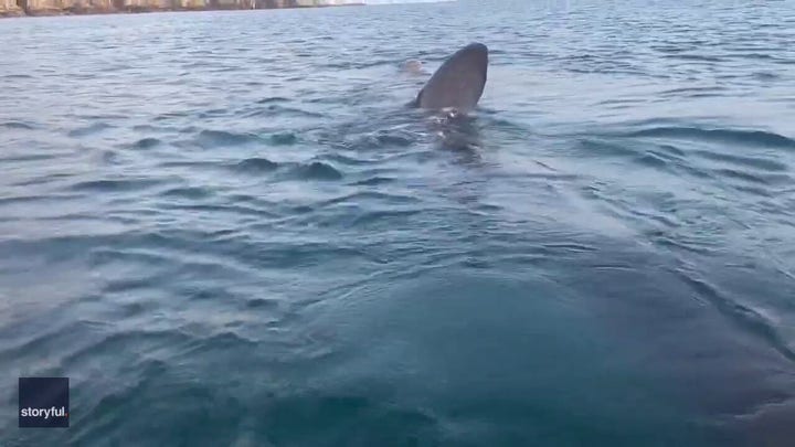 Shark swims under kayakers' boat: See shocking moment caught on camera