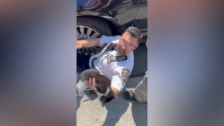 NYPD Lieutenant saves kitten stuck under car in Brooklyn - Fox News