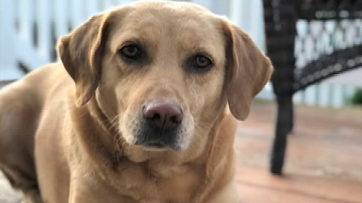 People would rather spend Valentine's Day with a pet than a partner