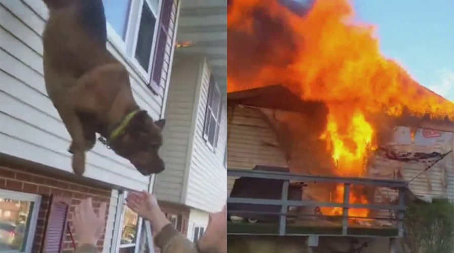 Pennsylvania dog leaps from second floor to escape burning home
