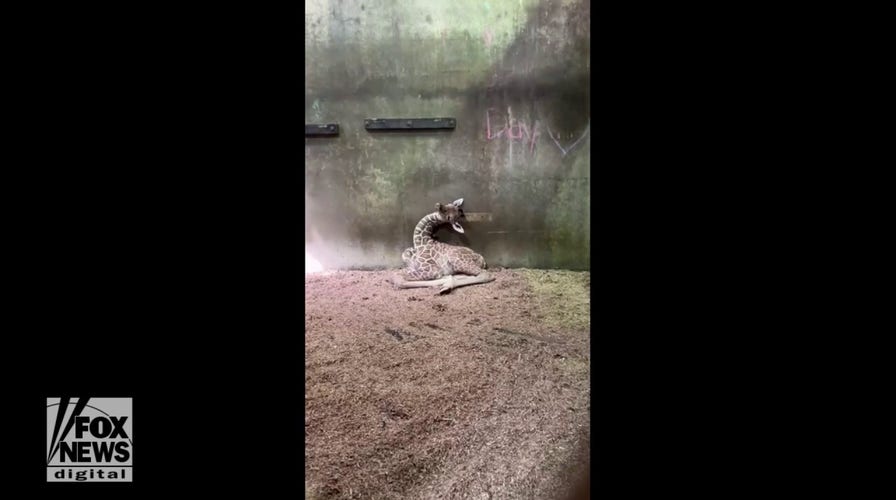Baby giraffe struggles to stay awake at zoo in Tennessee