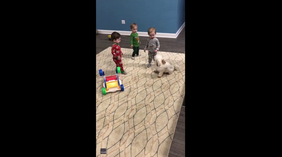 Puppy plays chase game with toddler triplets