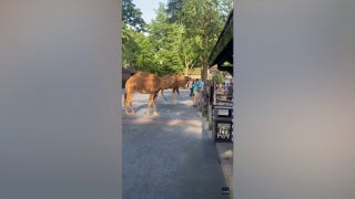Camels go loose at amusement park in Ohio, causing chaos: video - Fox News