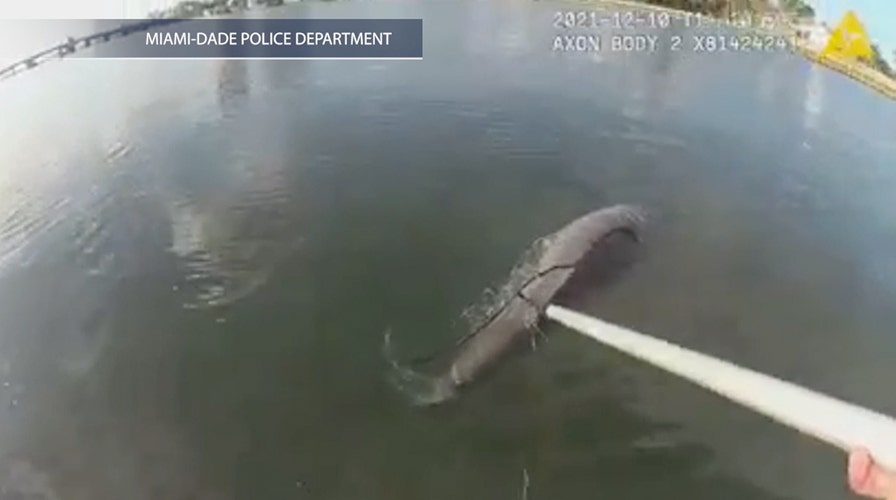 Miami police officer rescues dolphin