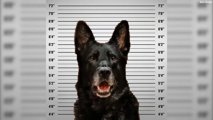 K-9 dog whose viral mugshot captivated Americans made big busts in his career