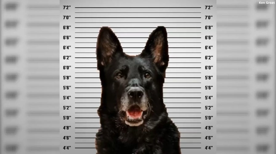 K-9 dog whose viral mugshot captivated Americans made big busts in his career