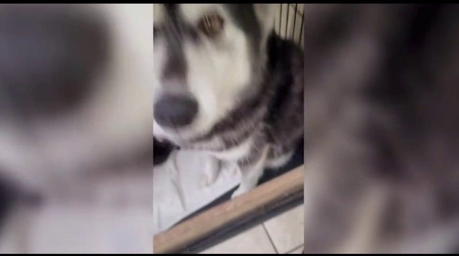 Three husky puppies returned to their mother after Virginia man steals them 