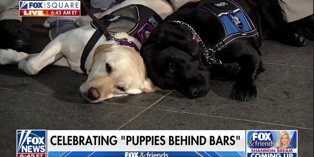 'Puppies Behind Bars' celebrates 25 years of raising service dogs Fox