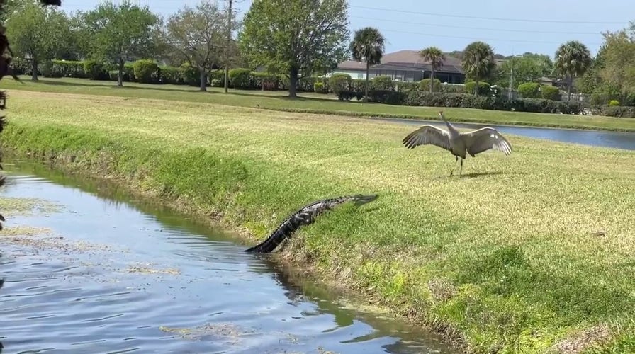 Bird scares off alligator on Florida embankment and lives to fly another day