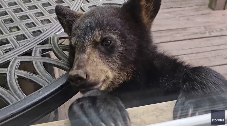 Curious cub paws at window of Asheville home