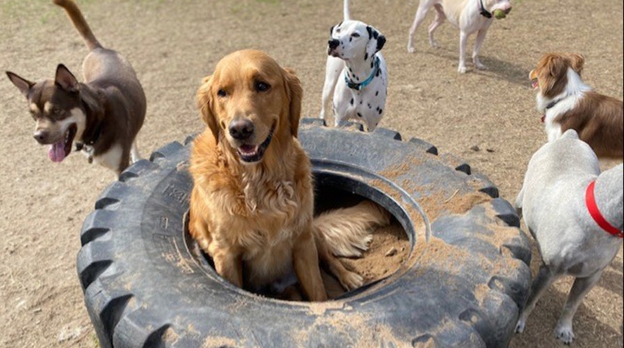 Giving dogs outlet chicken