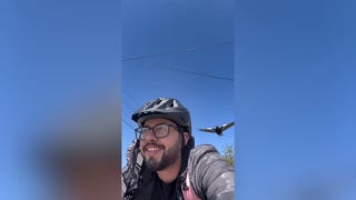 Man is attacked by bird every day on his bike route home from work - Fox News