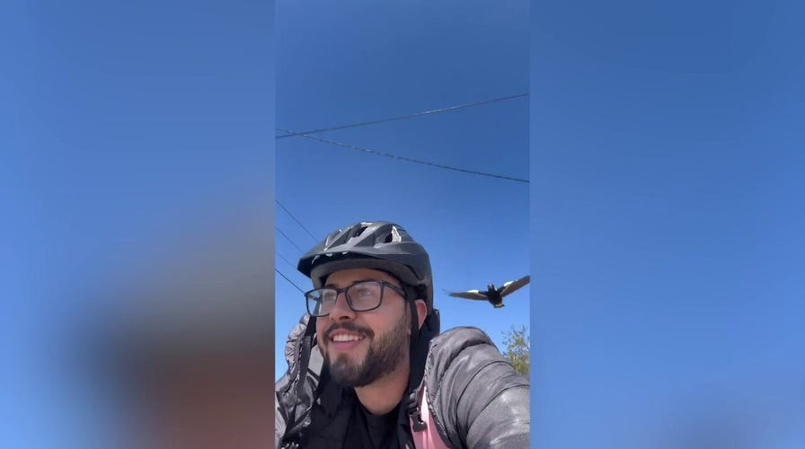 Man is attacked by bird every day on his bike route home from work