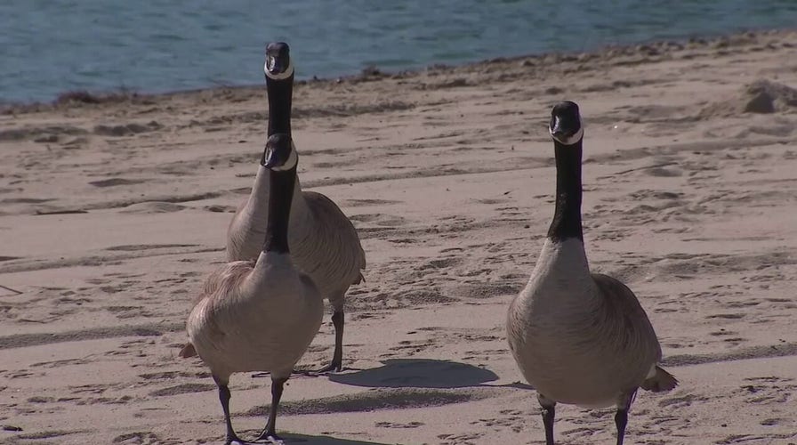 California city considers killing hundreds of geese over droppings