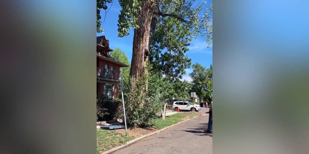 Wildlife officers rescue bear from tree in Denver neighborhood