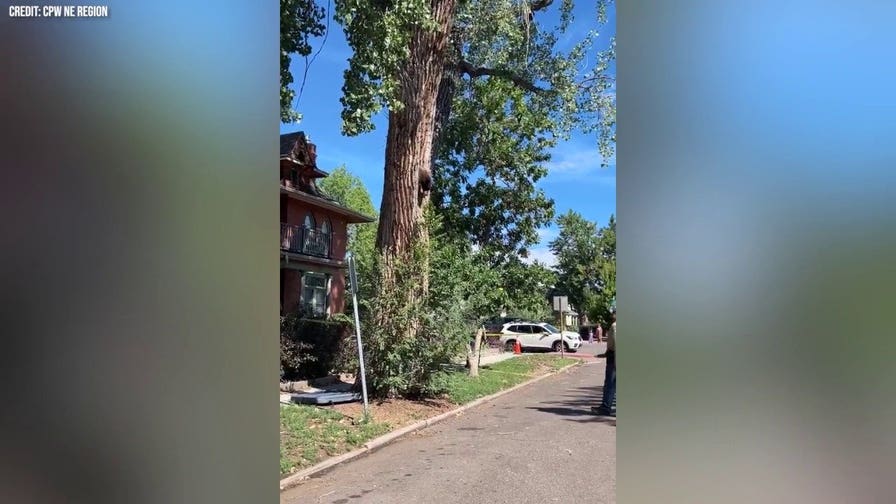 Wildlife officers rescue bear from tree in Denver neighborhood