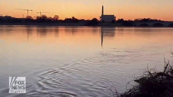 Beaver caught swimming in the Potomac River at sunrise