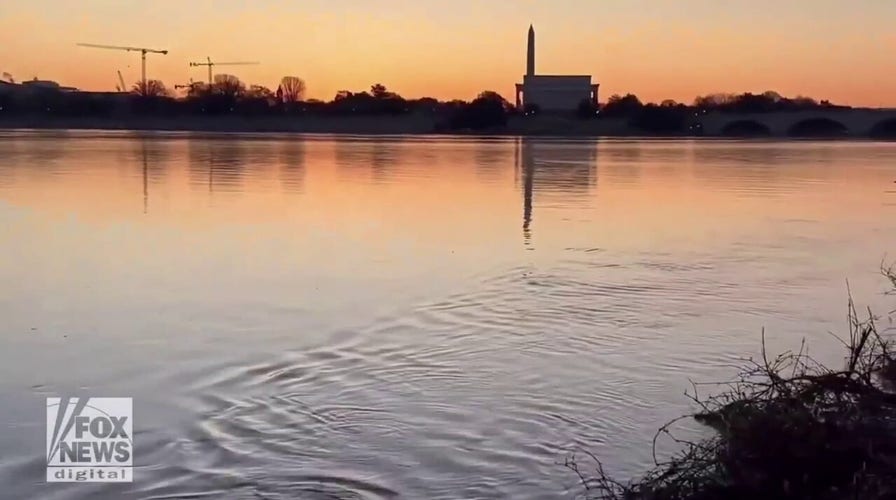 Beaver caught swimming in the Potomac River at sunrise