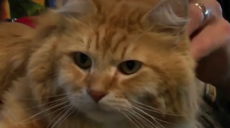 Vets: No evidence pets can contract or spread COVID-19