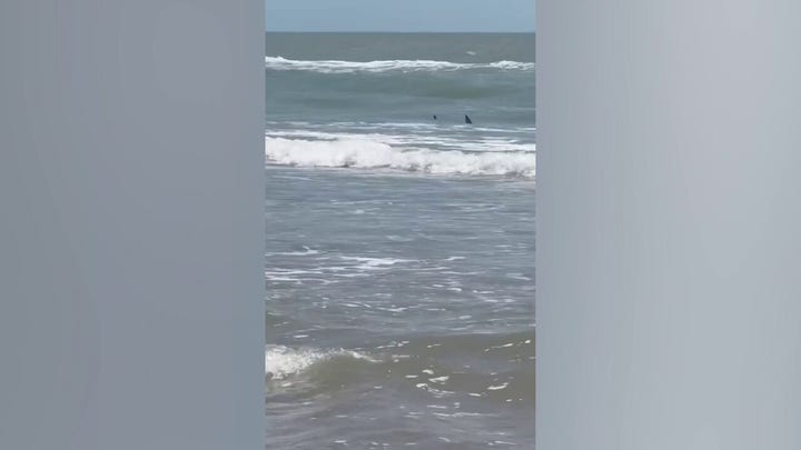 Sharks seen darting along Texas beach prior to successive bites