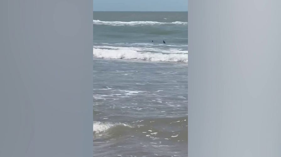 Sharks seen darting along Texas beach prior to successive bites