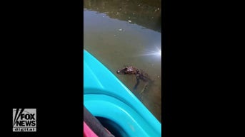 Alligator FLOATS next to kayakers