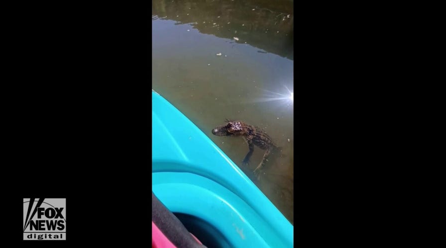 Watch out! Alligator spotted floating in river next to kayakers