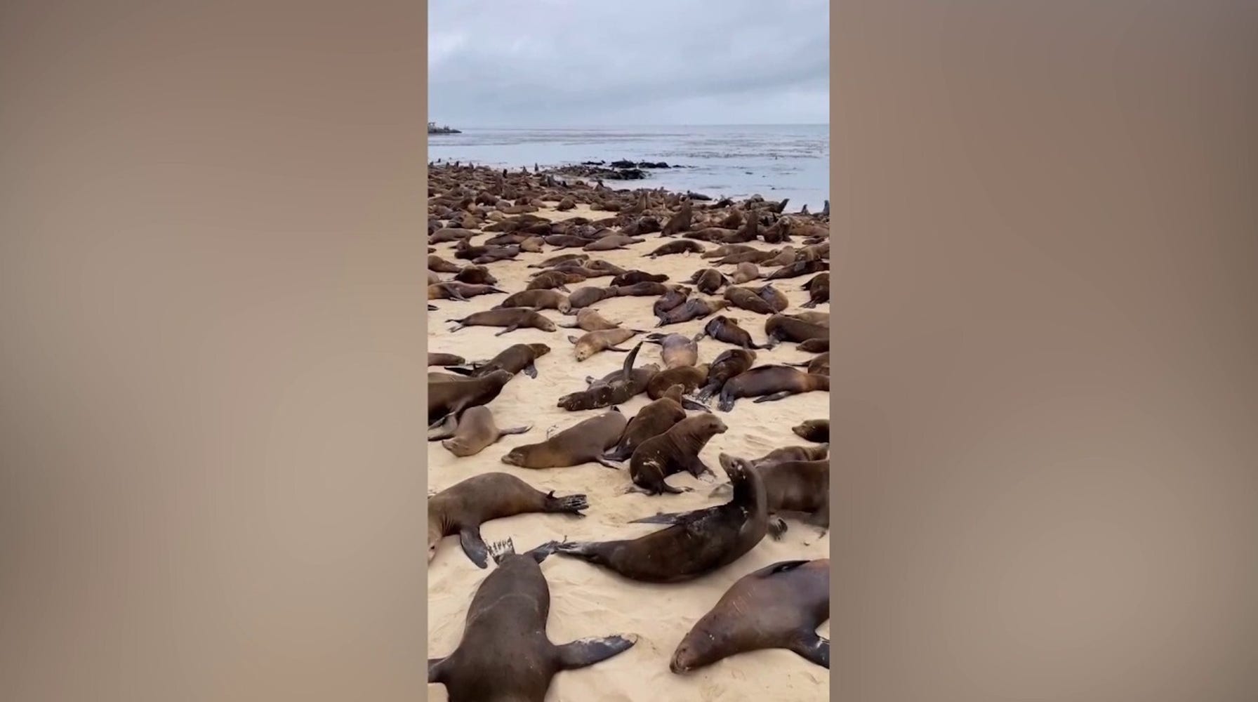 Sea Lions Take Over Monterey Beach, Forcing Closure