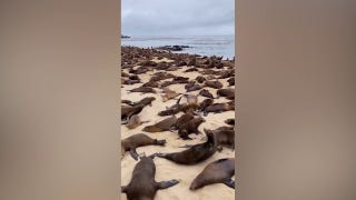 Sea lions 'respond' after California beach is closed to the public - Fox News