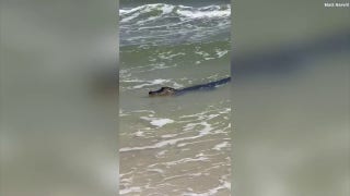 Massive alligator spotted in ocean along Alabama shore - Fox News