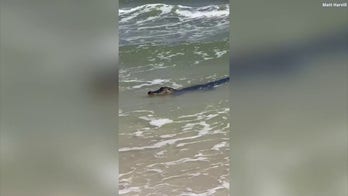 Massive alligator spotted in ocean along Alabama shore