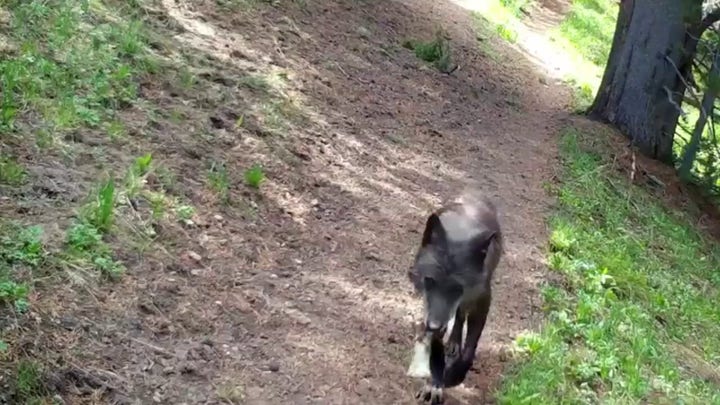 Wolves at Yellowstone National Park seen carrying 'toys' for their pups