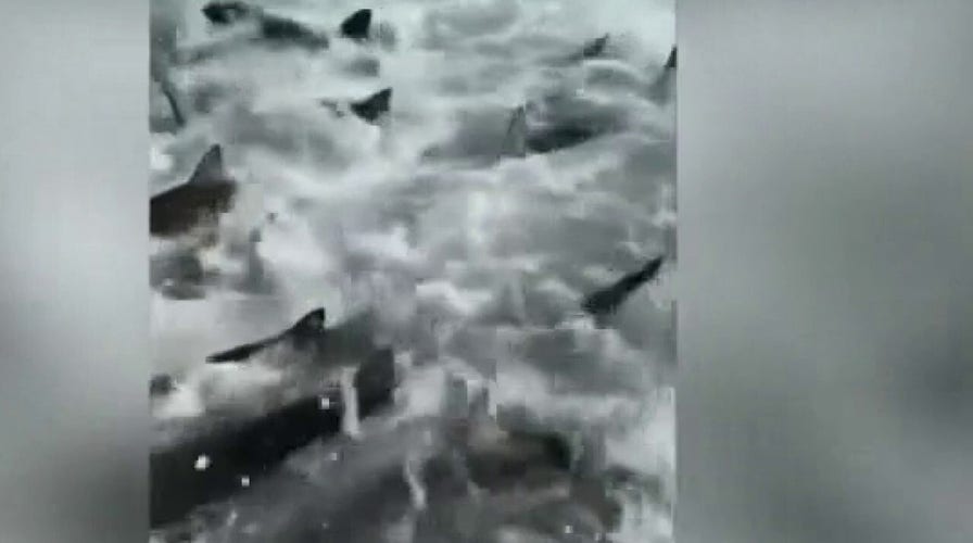 'Jaws Three': Louisiana fisherman describes shark feeding frenzy surrounding boat