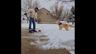 Goldendoodle begs owner to throw the ball regardless of snowy conditions - Fox News