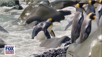 Explore the adorable antics of penguins in Fox Nation's 'A Year on Planet Earth' series