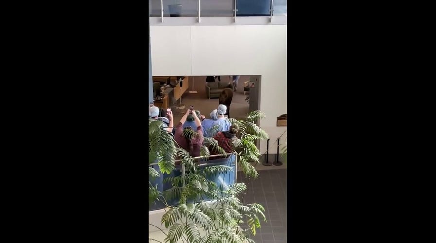 Moose caught inside Alaska hospital
