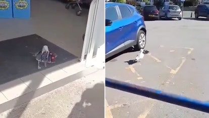 Shoplifting seagull steals chips and struts out like it owns the place