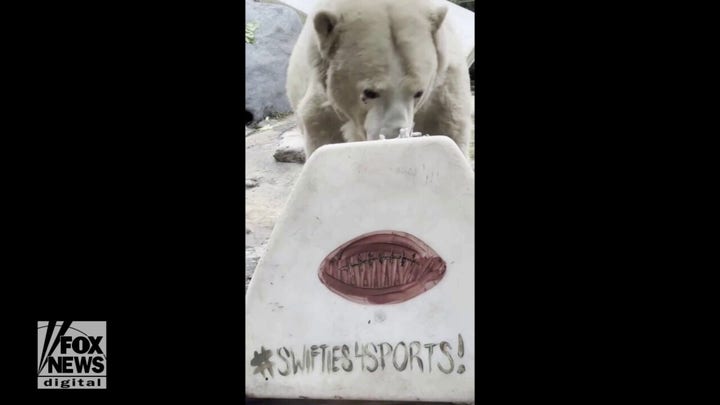 Zoo animals make their Super Bowl LVIII winning team prediction