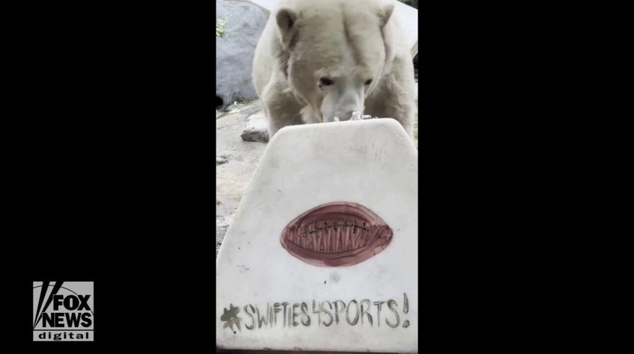 Zoo animals make their Super Bowl LVIII winning team prediction