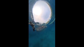 Whale shark nearly swallows snorkeler in Philippines