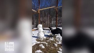 Condor inspects and pecks melting snowman - Fox News