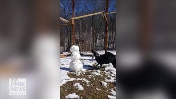 Condor inspects and pecks melting snowman