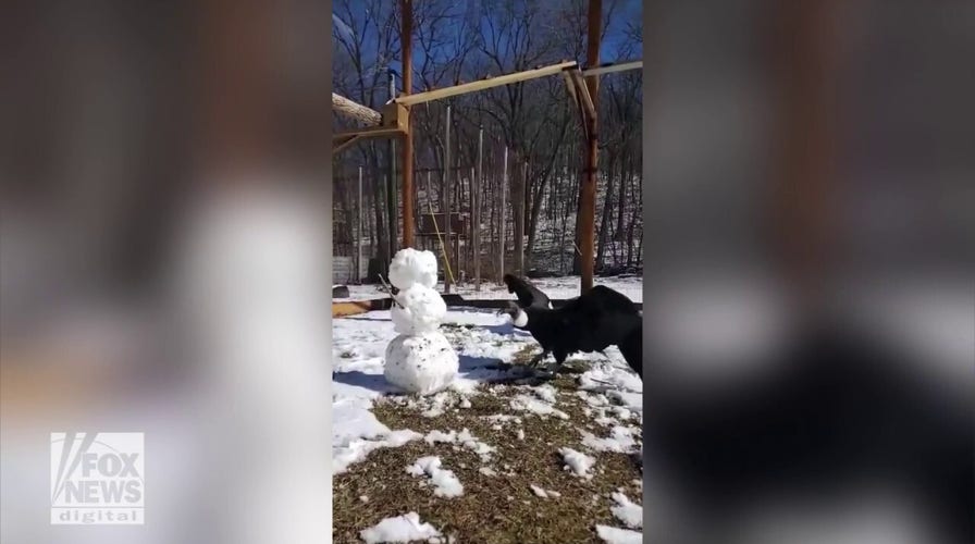 Condor inspects and pecks melting snowman